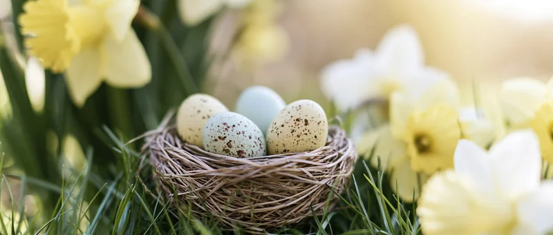 Small woven bird nest holding three pastel speckled eggs among blooming daffodils in spring grass