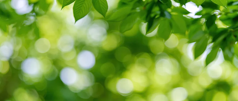 Sunlit green leaves in soft focus with bokeh background