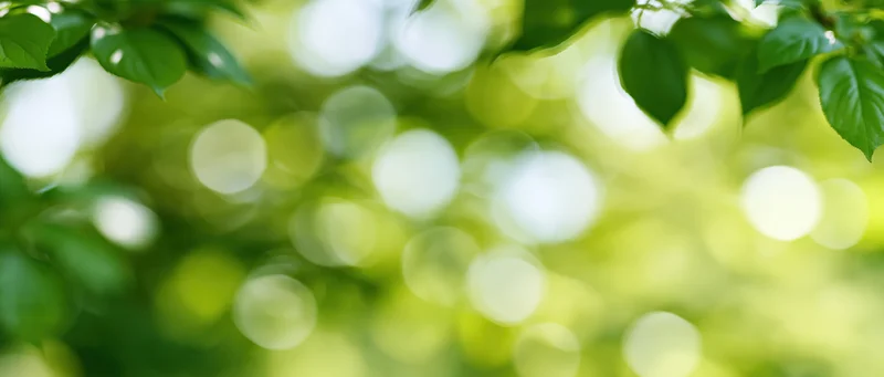 Sunlit green leaves in soft focus with bokeh background
