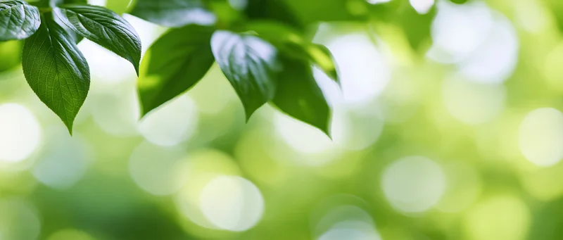 Green leaves hanging over a soft bokeh background of sunlit foliage