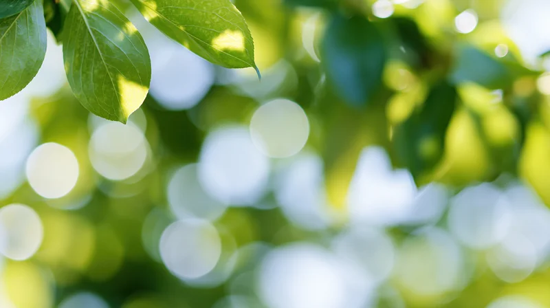 Sunlit green leaves with soft bokeh background in a natural outdoor setting