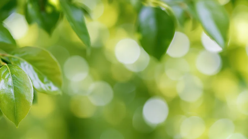 Sunlit green leaves in focus with blurred foliage background