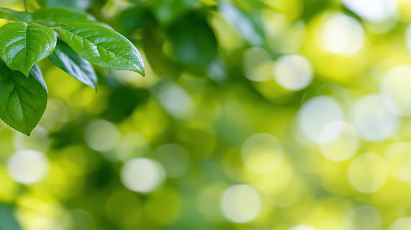 Sunlit green leaves in focus with blurred foliage background