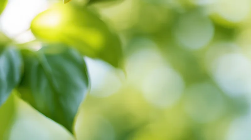 Soft out-of-focus green leaves with sunlight filtering through in a natural outdoor setting