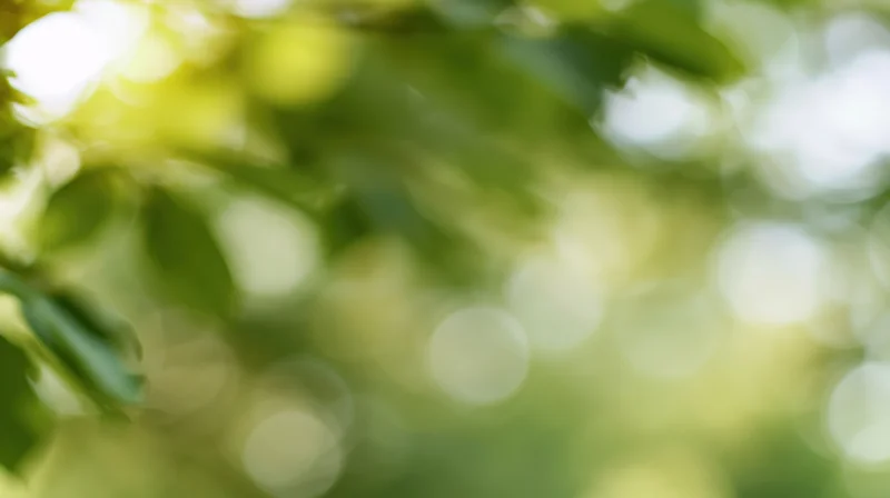 Soft out-of-focus green foliage with sunlight filtering through, creating bokeh effect in a natural outdoor setting