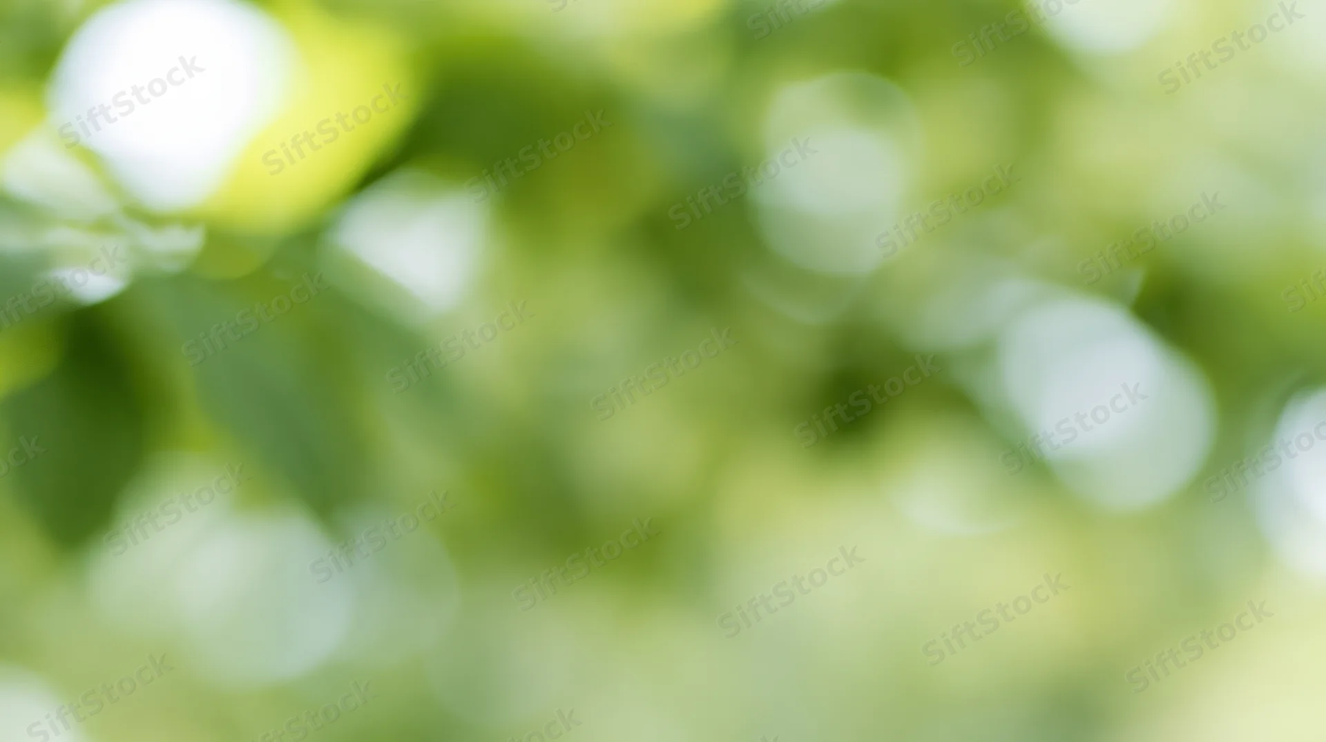 Soft out-of-focus green foliage with sunlight filtering through leaves in a natural outdoor setting