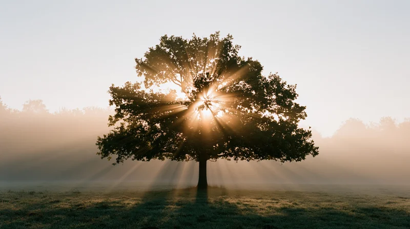 Solitary tree silhouetted against rising sun in misty meadow at dawn