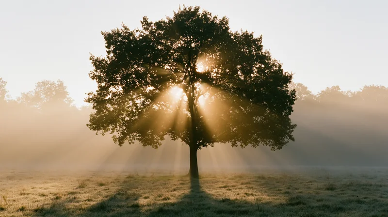 Solitary tree in a misty meadow with sunbeams at dawn