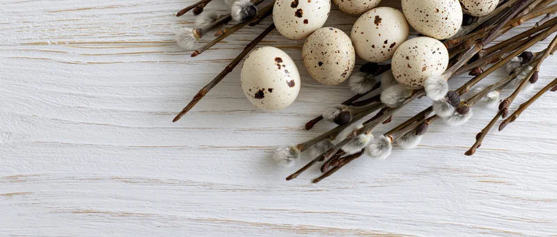 Speckled quail eggs and pussy willow branches arranged on a white wooden surface