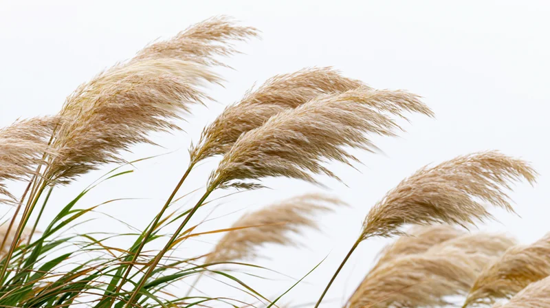 Tall reed grass with feathery seed heads bending in wind against a bright sky