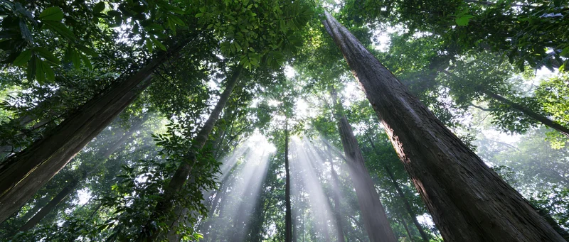 Upward view through tall tropical rainforest canopy with sunlight beams filtering through dense green foliage