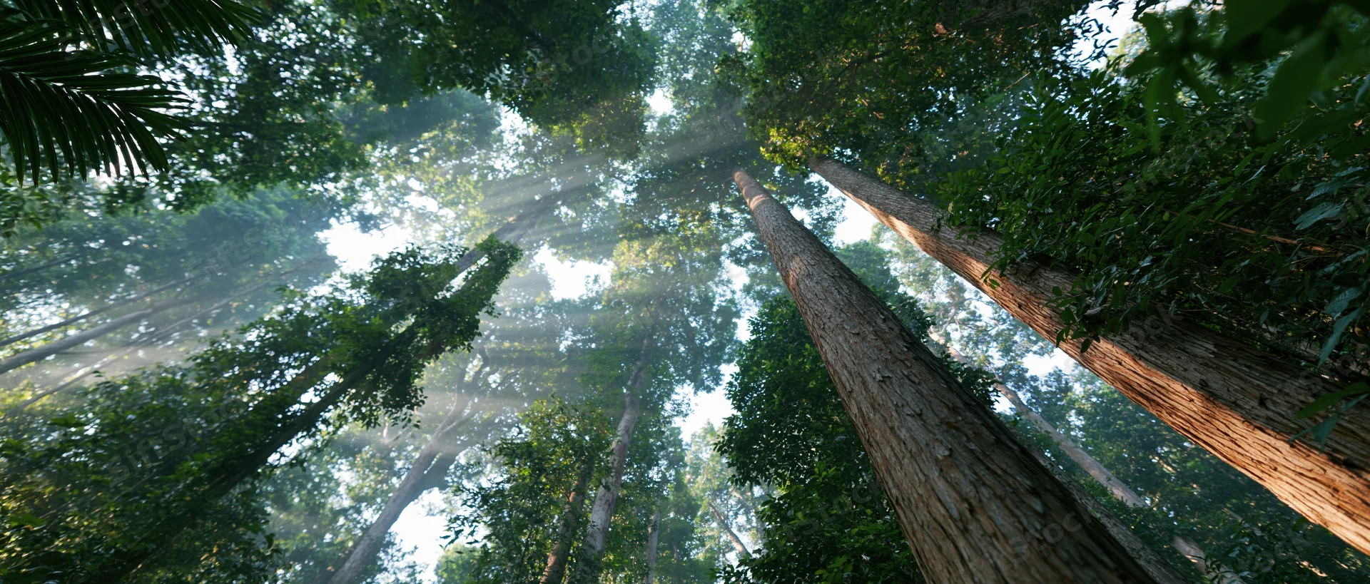 Upward view through dense tropical rainforest canopy with sunlight filtering through trees
