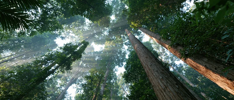 Upward view through dense tropical rainforest canopy with sunlight filtering through trees
