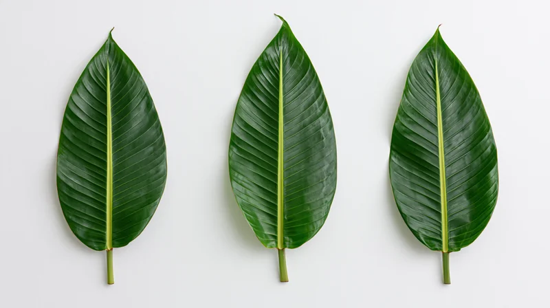 Three banana leaves arranged side by side on a white background
