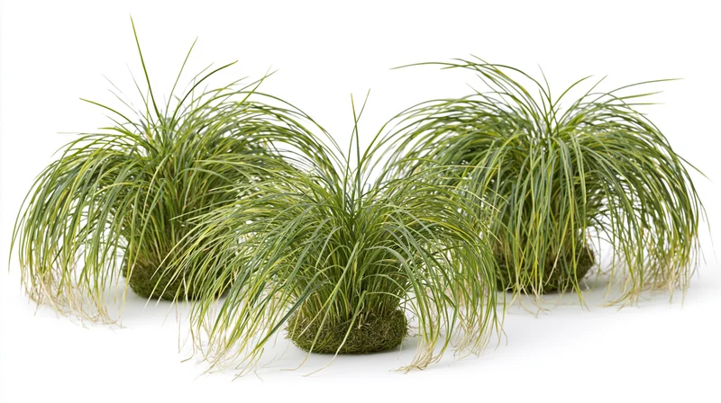 Three clumping ornamental grass tufts arranged in a loose row on white background