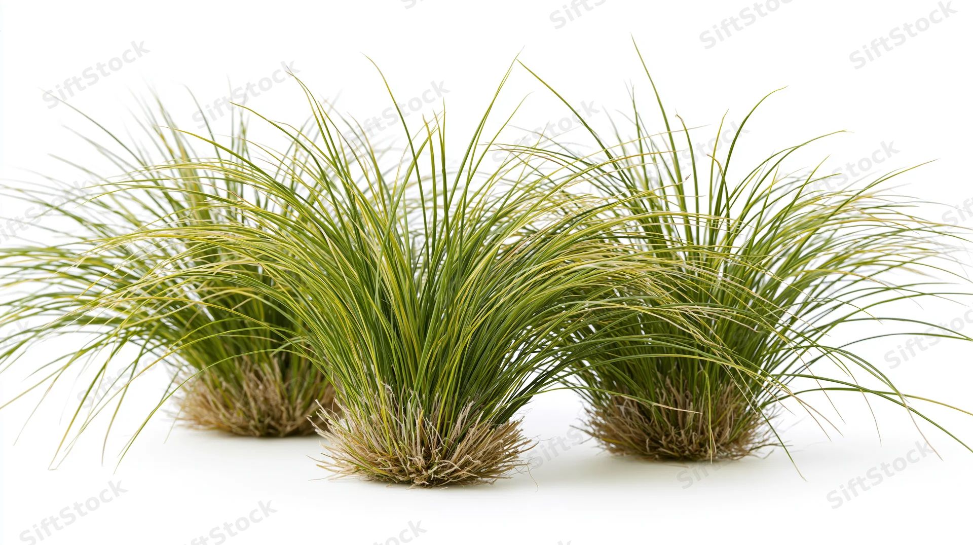 Three clumping ornamental grass tufts arranged in a loose row on white background