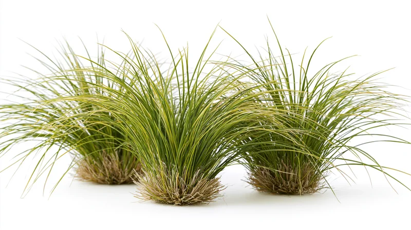 Three clumping ornamental grass tufts arranged in a loose row on white background