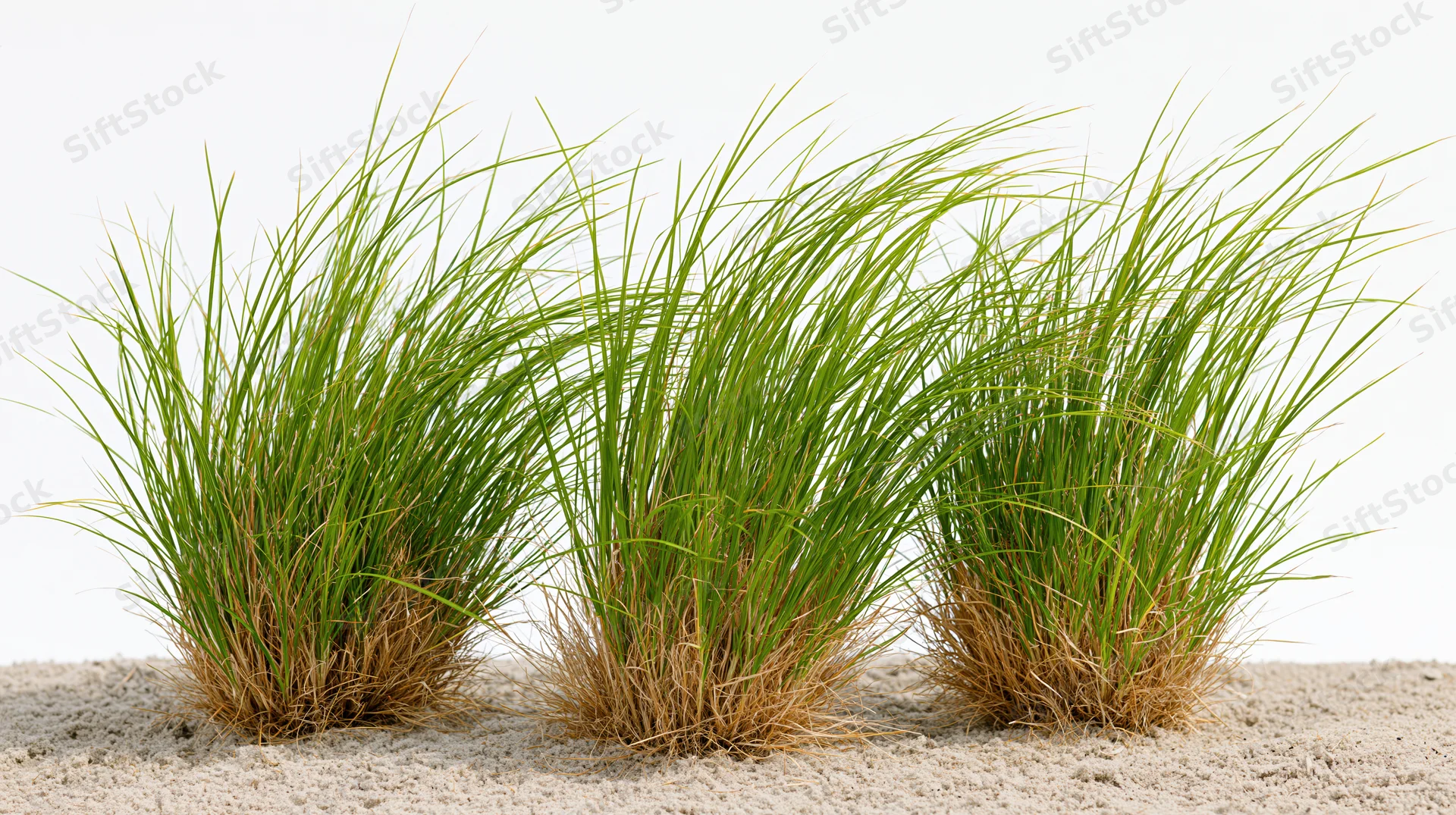 Three clumps of ornamental grass growing from dry sandy soil against white background