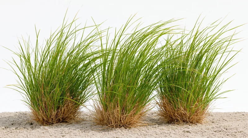 Three clumps of ornamental grass growing from dry sandy soil against white background