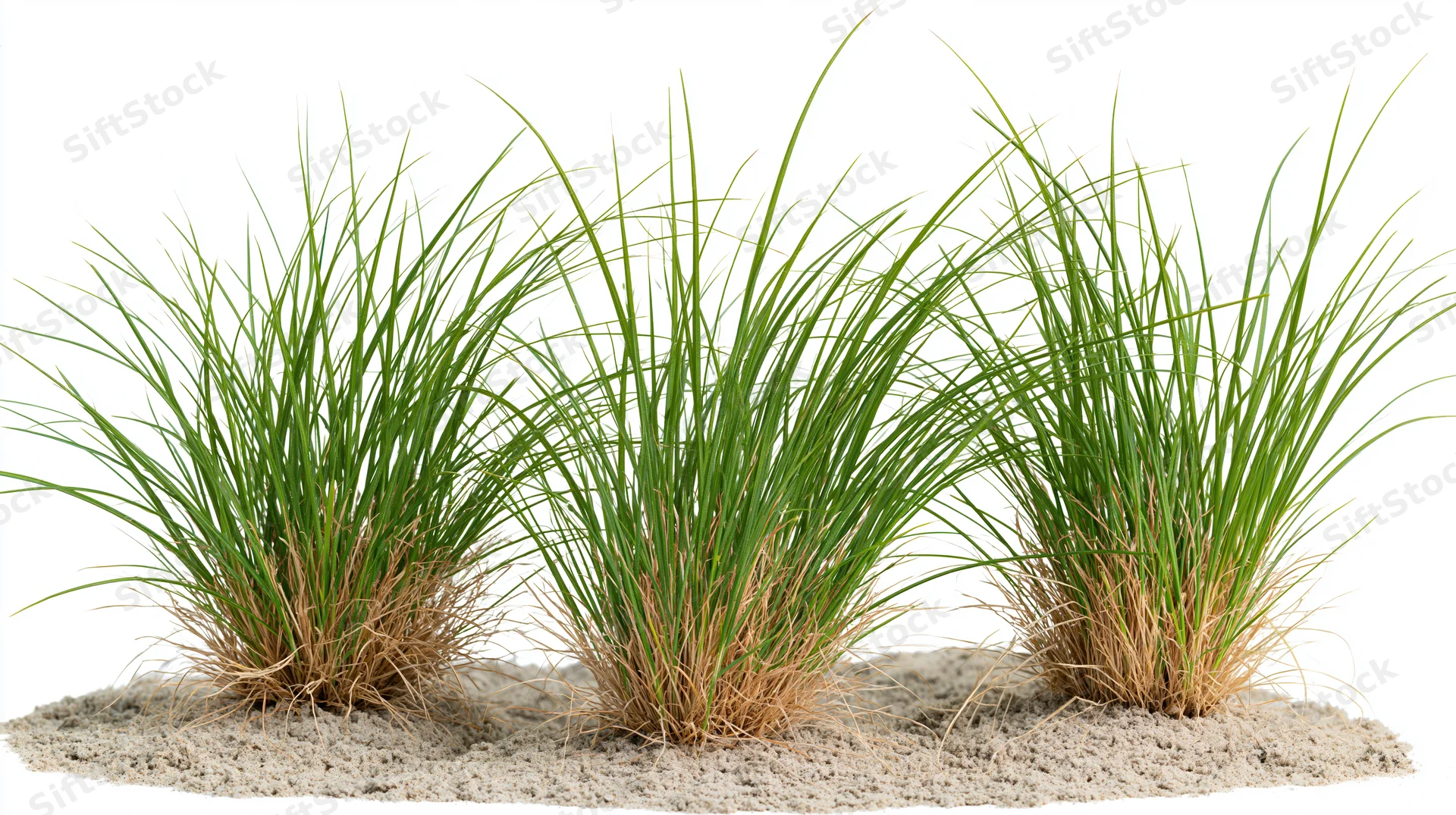 Three clumps of ornamental grass growing from dry sandy soil on white background