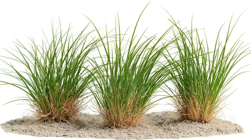 Three clumps of ornamental grass growing from dry sandy soil on white background