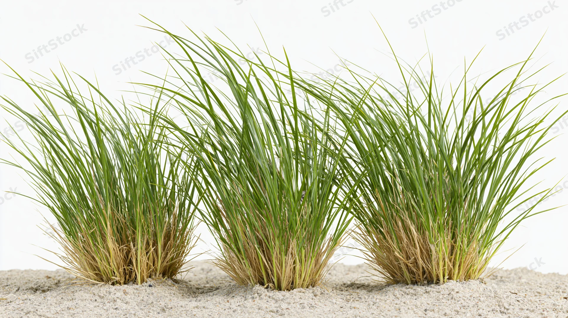 Three clumps of ornamental grass growing from dry sandy ground against white background