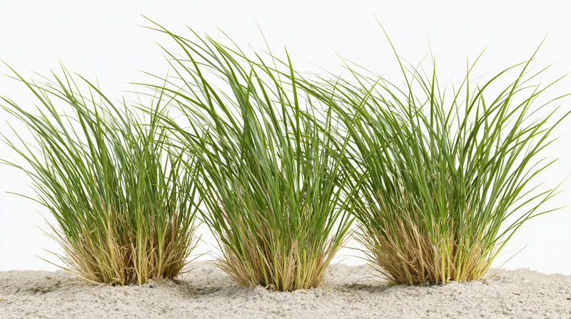 Three clumps of ornamental grass growing from dry sandy ground against white background
