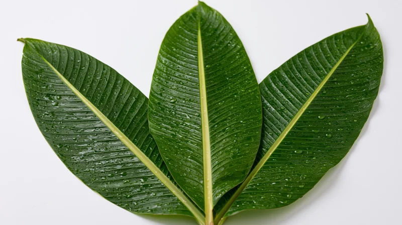 Three large banana leaves with water droplets arranged on white background