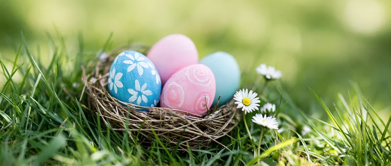 Painted easter eggs in a nest among green grass and daisies