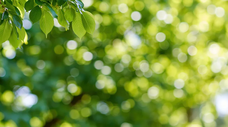 Tree leaves in upper left corner with blurred green foliage and sunlight bokeh in background