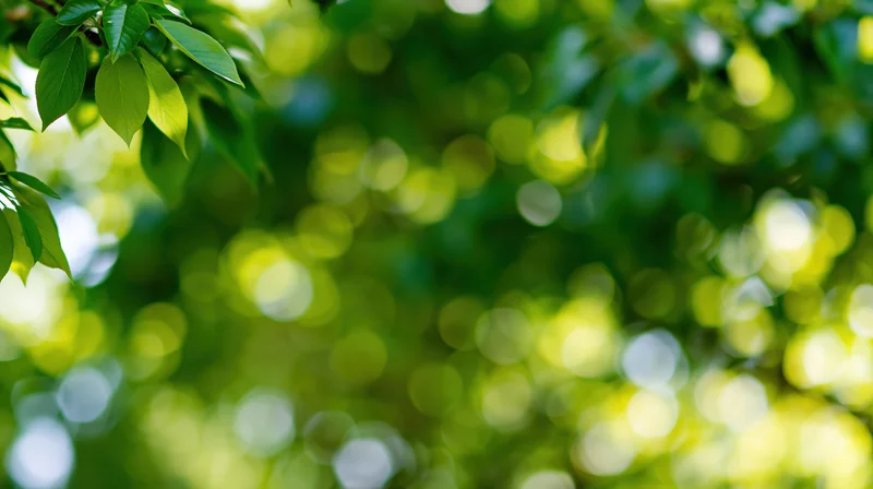 Tree canopy leaves in upper left corner with blurred green foliage background