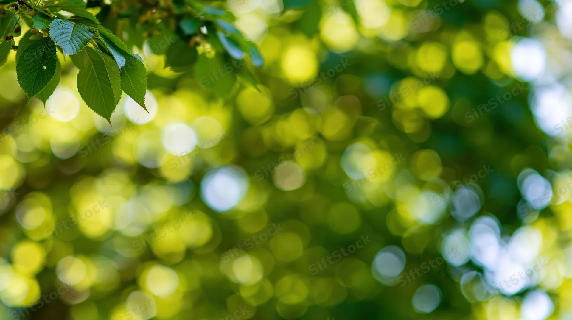 Tree leaves in upper left corner with blurred green foliage background
