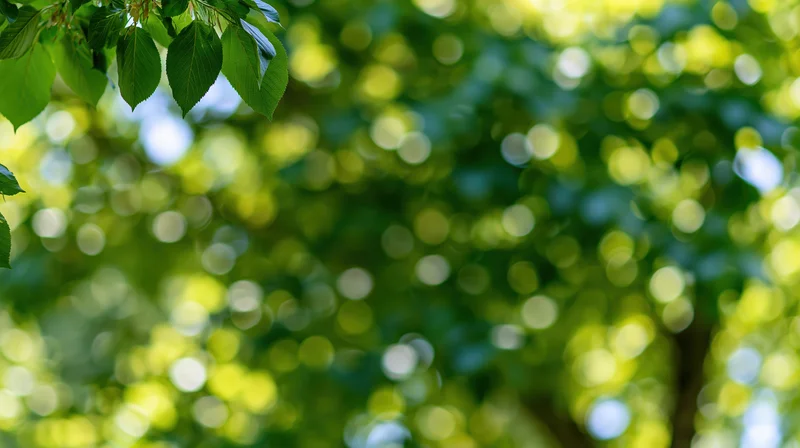 Tree canopy leaves in upper left corner with blurred green foliage background