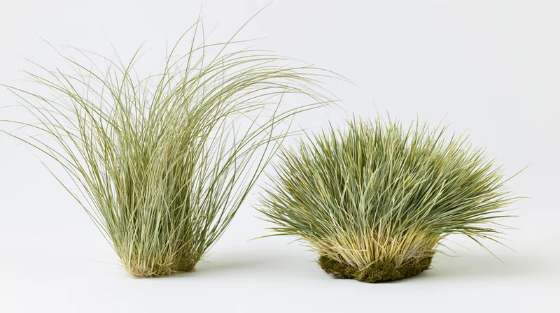 Two clumps of ornamental grass side by side on white background