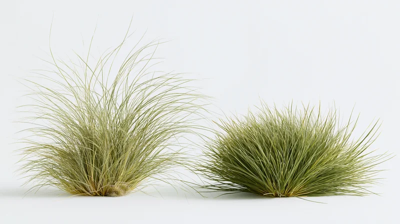Two clumps of ornamental grass side by side on white background