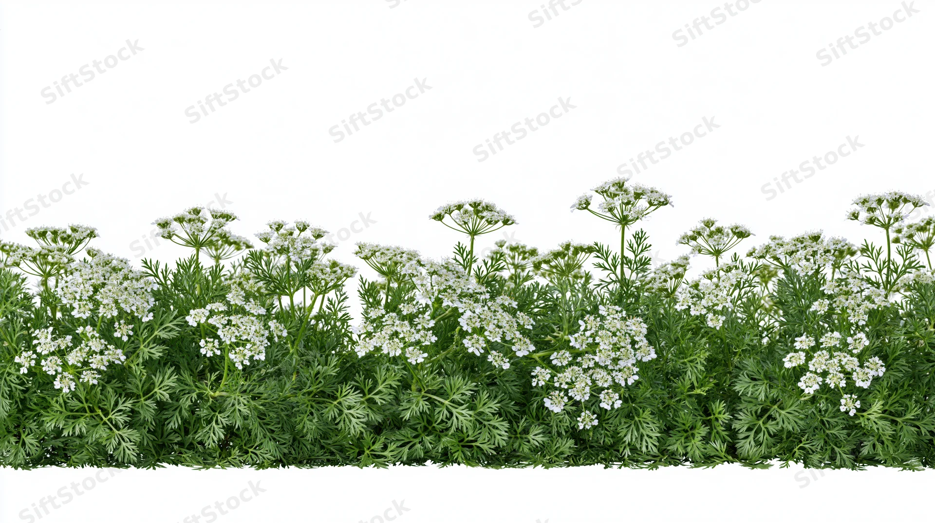 Flowering coriander herb plants arranged in a horizontal strip against a white background