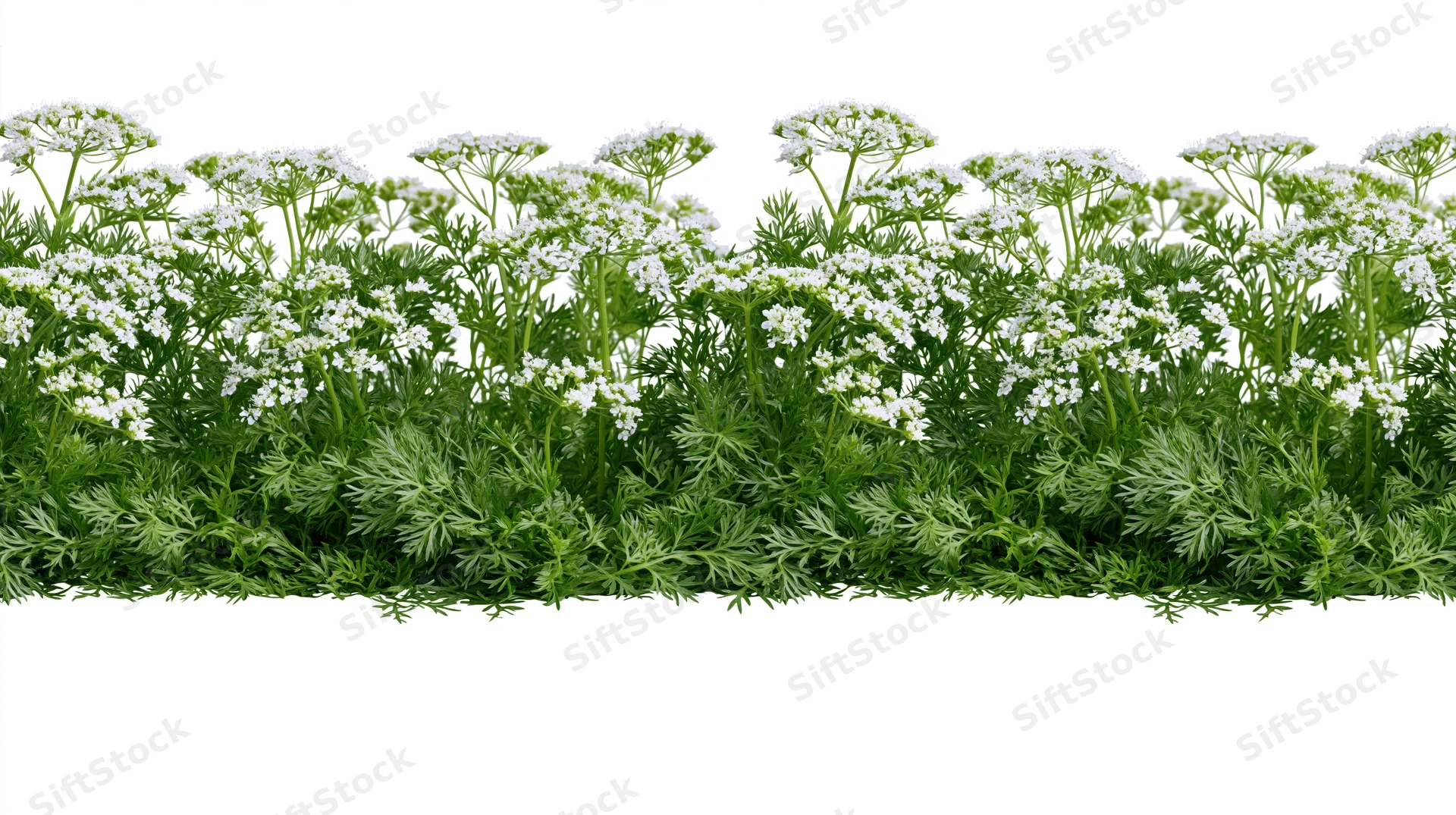 Horizontal strip of flowering coriander herb plants with green foliage and white blooms isolated on white background