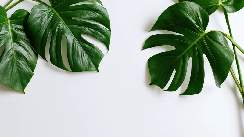 Monstera leaves arranged on white surface with copyspace