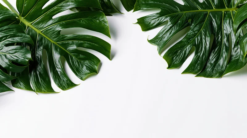 Monstera leaves arranged on white surface with copyspace