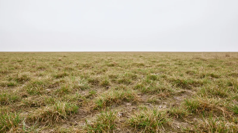 Wide low-angle view of a flat grassy field stretching to the horizon under an overcast sky