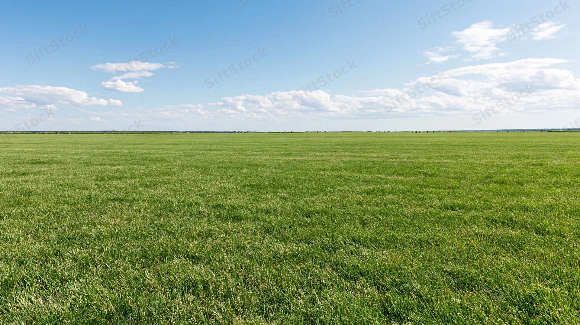 Wide open grass field stretching to the horizon under a blue sky with scattered clouds