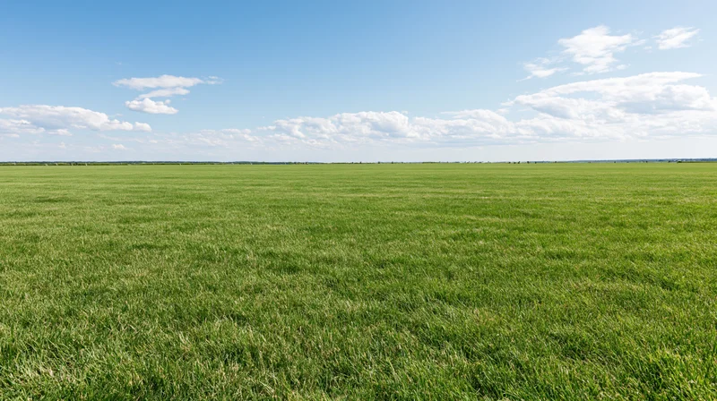 Wide open grass field stretching to the horizon under a blue sky with scattered clouds