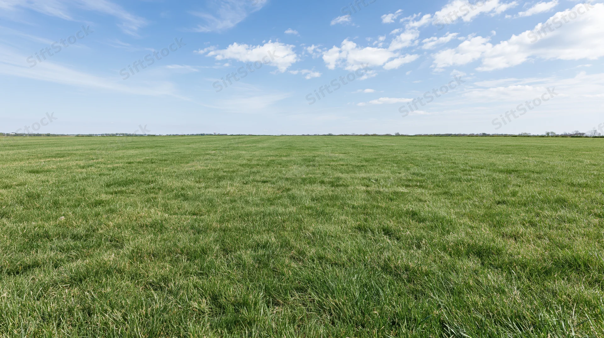 Wide open grass field stretching to the horizon under a blue sky with scattered clouds