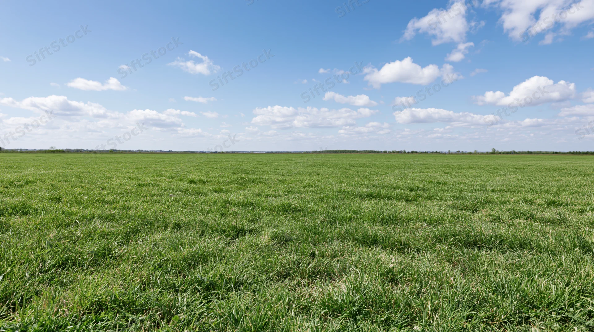 Wide open grass field stretching to the horizon under a blue sky with scattered clouds