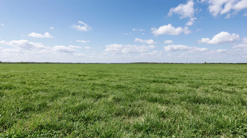Wide open grass field stretching to the horizon under a blue sky with scattered clouds