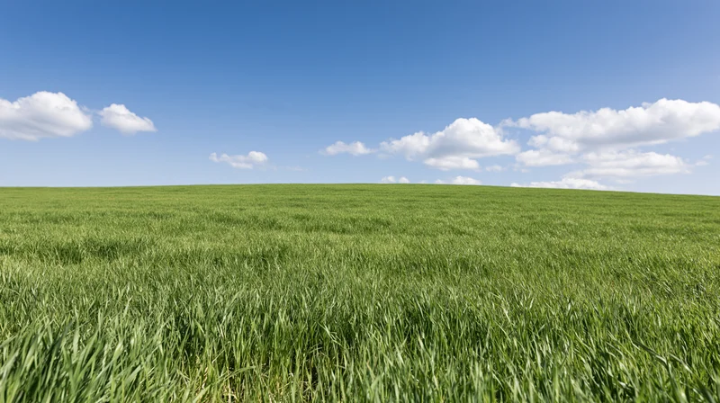 Wide grassy field stretching to a gently rolling horizon under a blue sky with scattered clouds