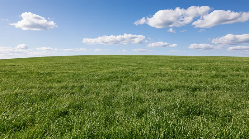 Wide grassy field stretching to a gently rolling horizon under a blue sky with scattered clouds