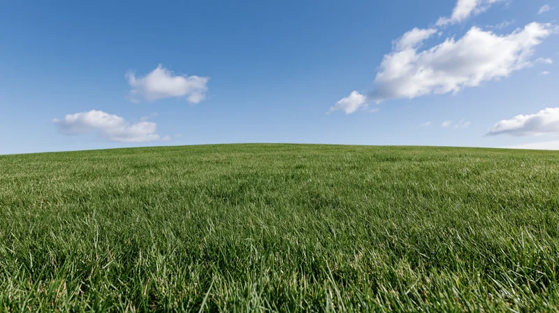 Wide grassy field stretching to a gently rolling horizon under a blue sky with scattered clouds