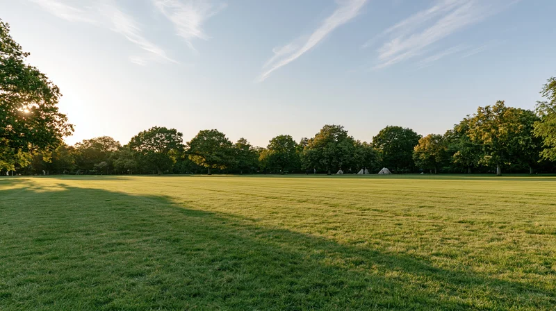 Wide open park lawn with trees under morning sunlight