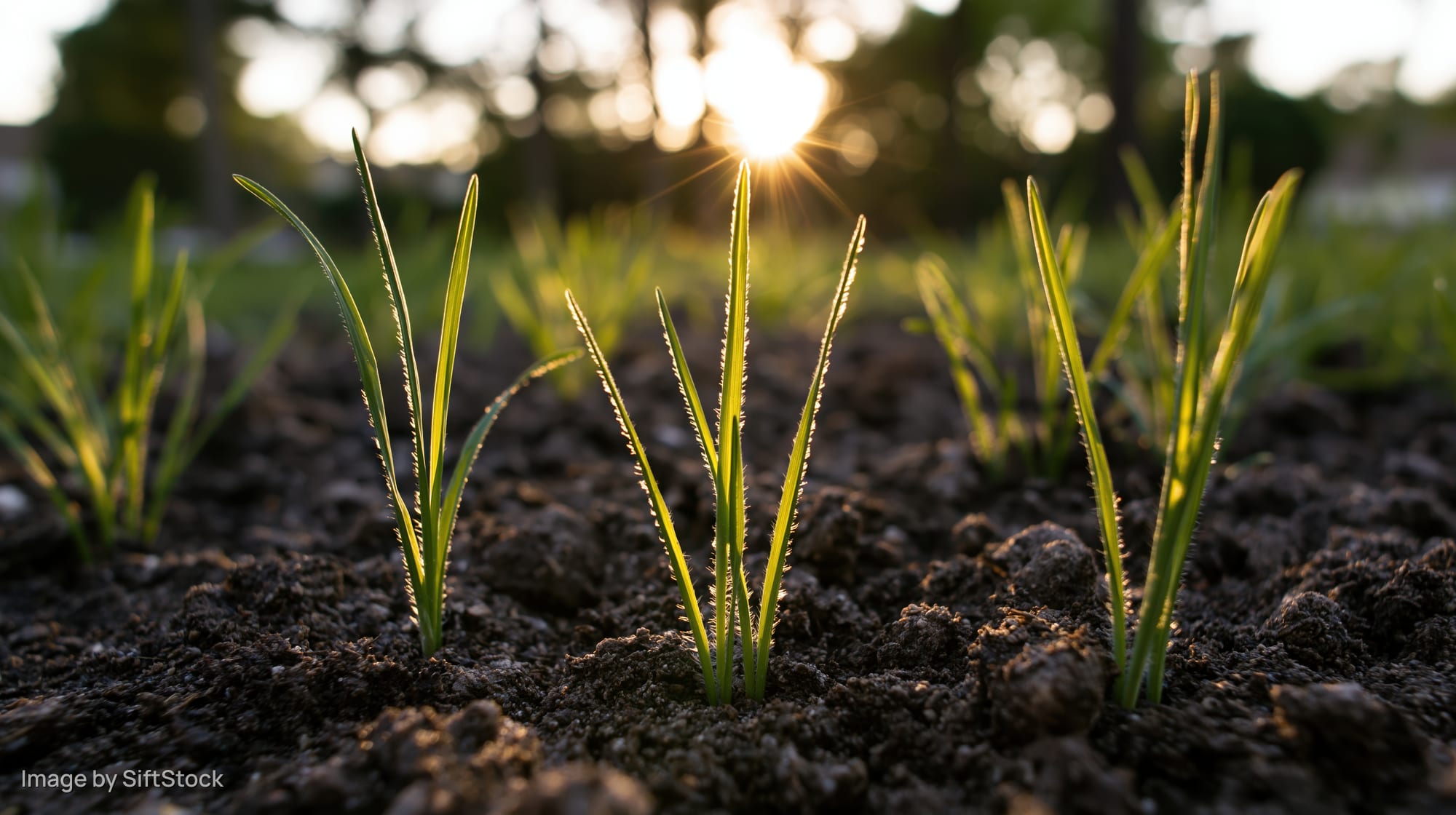 Young grass seedlings sprouting from dark moist soil at sunrise